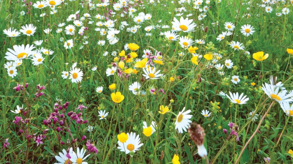 Why Meadowmat outperforms competitors scientifically, ecologically and practically.