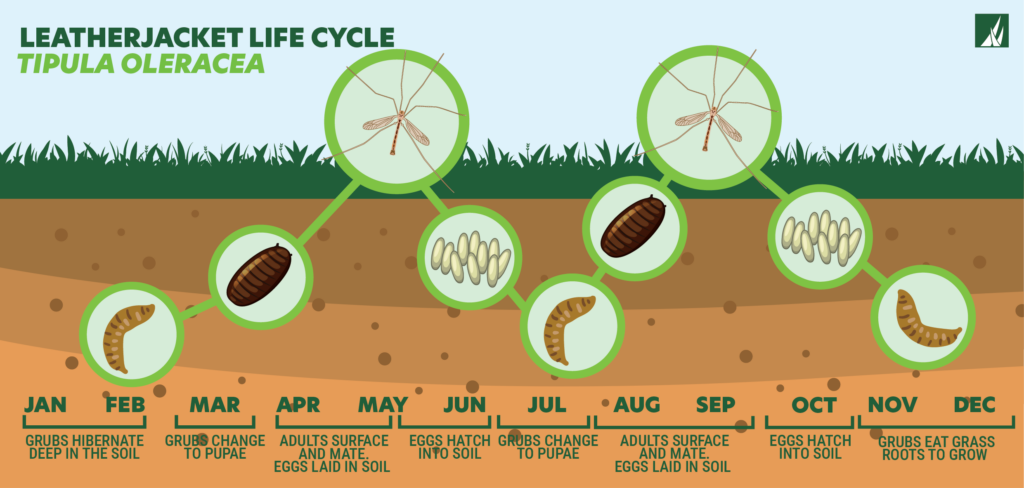 Leatherjackets – why they are on the rise.