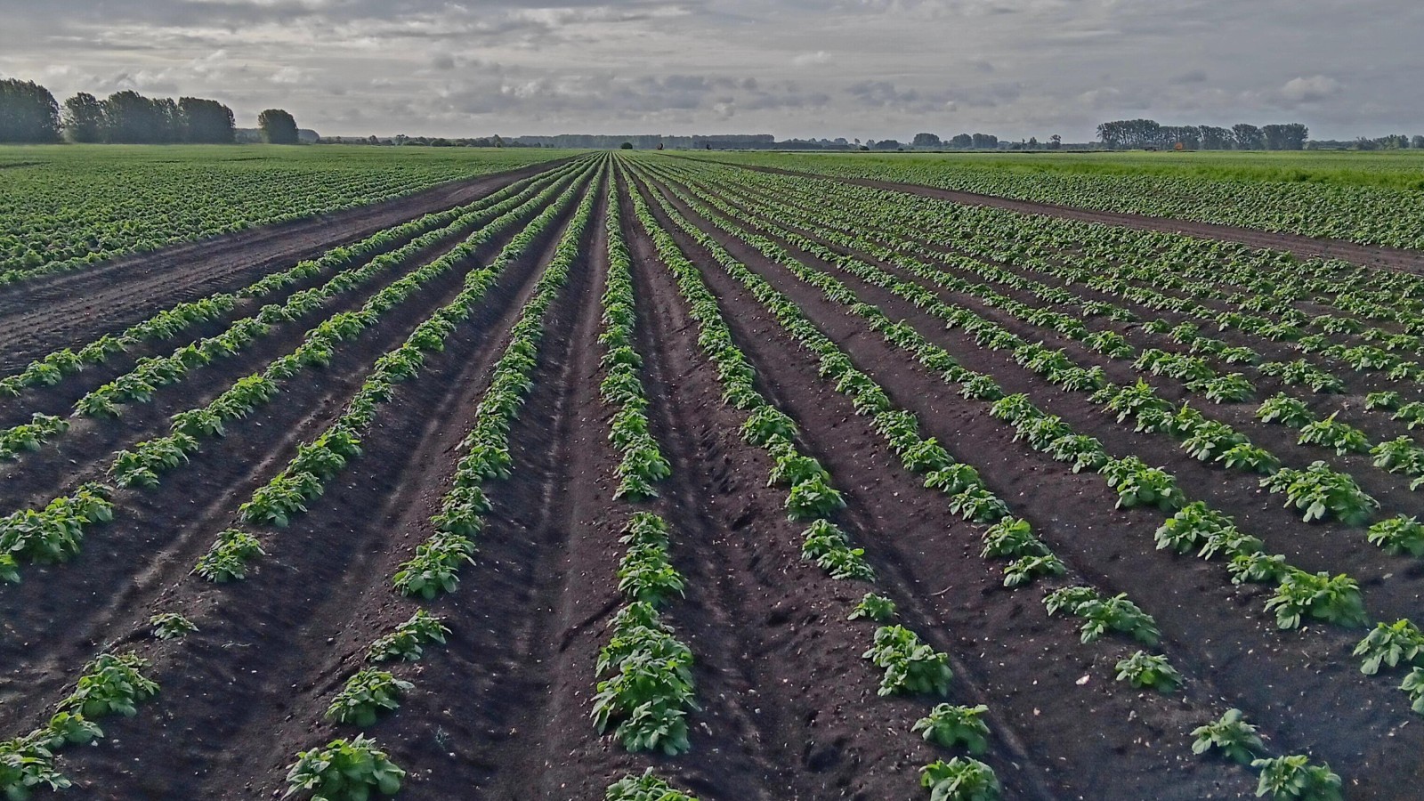 The UK Pesticide Picture